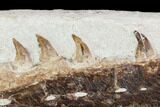 Fossil Mosasaur (Tethysaurus) Jaw Section - Goulmima, Morocco #107095-4